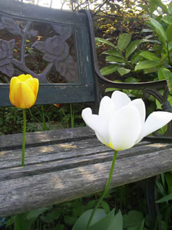 a photo of a tulip growing through a bench.