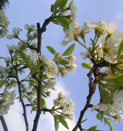 a photo of white blossom against a blue sky