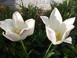 a photo of two white tulips