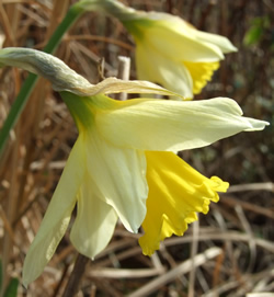 a photo of two yellow daffodils