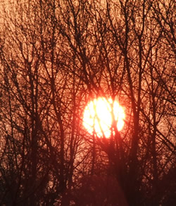 a photo of the setting sun behind trees