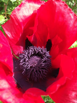 a photo of a red poppy.